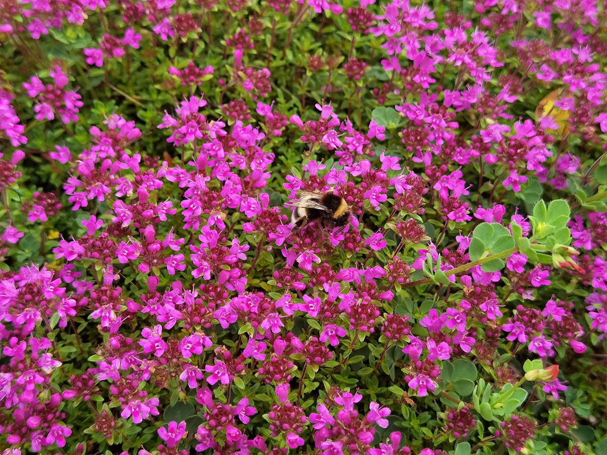 Thymus serpyllum 'Red Carpet'
